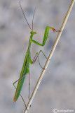 European mantis - Mantis religiosa 