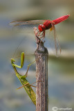 Crocothemis erythraea & Mantis religiosa