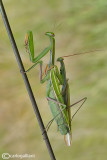 Mantis religiosa