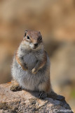 Barbary ground squirrel (Atlantoxerus getulus)