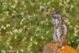 Barbary ground squirrel (Atlantoxerus getulus)