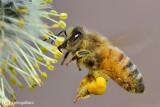 Apis mellifera