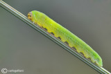 Hymepotera caterpillar