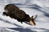 Camoscio-Chamois (Rupicapra rupicapra)