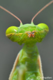 The kiss of the mantis - Mantis religiosa 