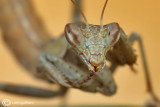 European Dwarf Mantis - Ameles spallanzania