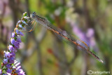 Sympecma paedisca  male