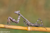 Parasphendale affinis - Etiopia e Kenya