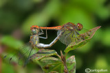 Sympetrum strioatum