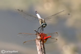 Orthetrum albyistylum & Crocothemis erythraea