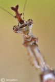 Sibylla pretiosa - Sud Africa