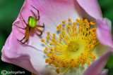 Araniella cucurbitina