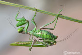 European Dwarf Mantis - Ameles spallanzania  - Pre Mating
