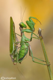 European Dwarf Mantis - Ameles spallanzania  - Pre Mating