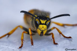 Vespula germanica 