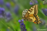 Papilio machaon 