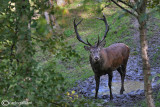 Cervo-Red deer (Cervus elaphus)