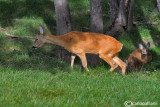 Capriolo-Roe Deer (Capreolus capreolus)
