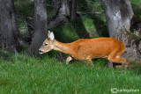 Capriolo-Roe Deer (Capreolus capreolus)