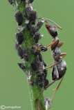 Milking of aphids - Formica cunicularia
