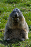 Marmotta-Alpine marmot (Marmota marmota)