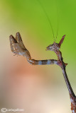 Sibylla pretiosa