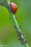 Coccinella septempunctata & Aphids