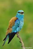 Ghiandaia marina-European Roller (Coracias garrulus)