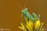 European Dwarf Mantis - Ameles spallanzania