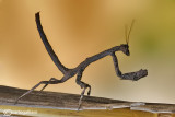 Popa spurca ssp. crassa - Africa