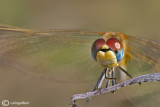 Sympetrum fonscolombi