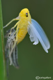 The last molt of Cicadella viridis