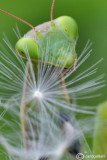 Mantis religiosa