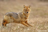 Sciacallo dorato -Golden jackal (Canis aureus) Female
