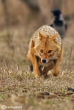 Sciacallo dorato -Golden jackal (Canis aureus) Female