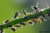 Aphids and Drops