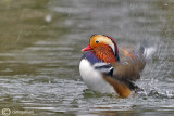 Anatra mandarina-Mandarin Duck (Aix galericulata)