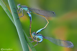 Ishnura elegans