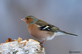 Fringuello- Chaffinch (Fringilla coelebs)