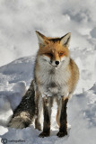 Volpe-Red Fox  (Vulpes vulpes)