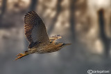 Tarabuso-Bittern (Botaurus stellaris)