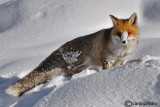 Volpe-Red Fox  (Vulpes vulpes)