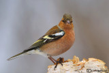 Fringuello- Chaffinch (Fringilla coelebs)