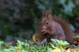  Red squirrel -  (Sciurus vulgaris)