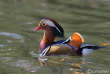 Anatra mandarina-Mandarin Duck (Aix galericulata) 