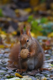  Red squirrel -  (Sciurus vulgaris)