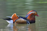 Anatra mandarina-Mandarin Duck (Aix galericulata) 