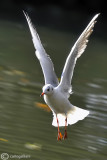 Gabbiano comune-Black-headed Gull (Larus ridibundus)