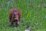 Scoiattolo rosso - Red squirrel -  (Sciurus vulgaris)