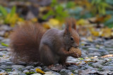 Scoiattolo-Squirrel (Sciurus vulgaris)